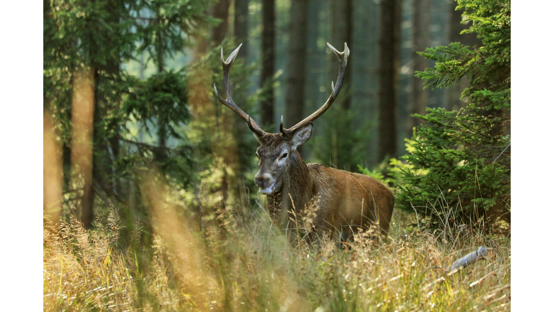 cerf , brame du cerf , cerf foret